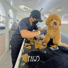Home Grooming - PAWS
