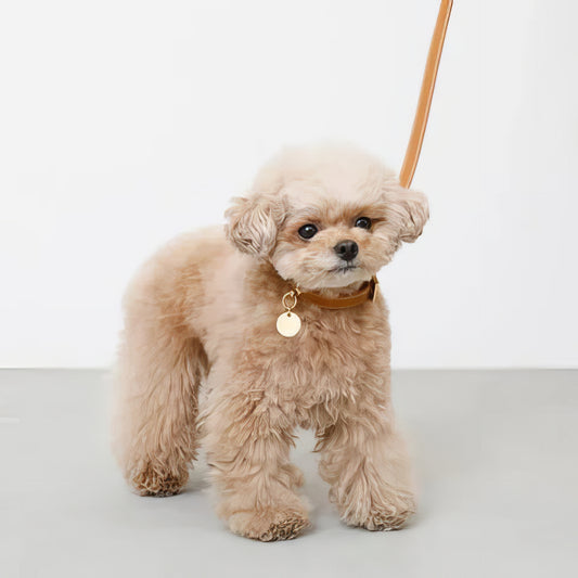 Leather Charm Collar - PAWS