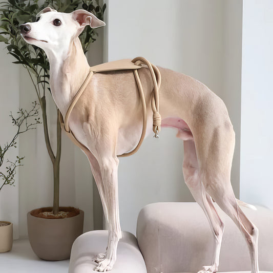 Minimal Rope Dog Harness - PAWS