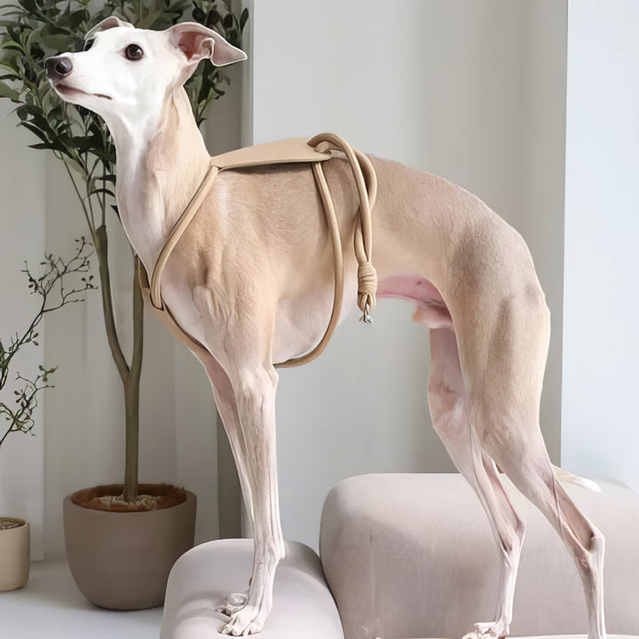 Minimal Rope Dog Harness - PAWS
